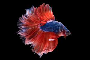 Koi Siamese Betta Koi Siamese Betta